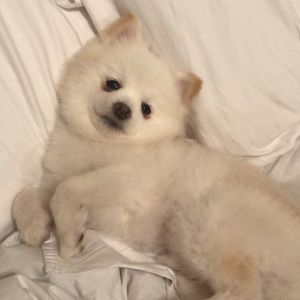 Meet your Posher, Amber